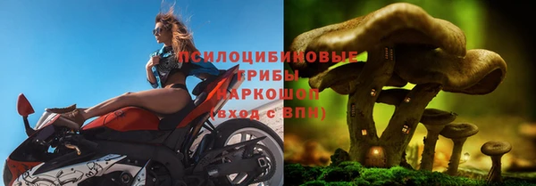 гашик Касимов